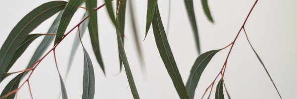 Profile cover